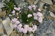 Armeria trojana